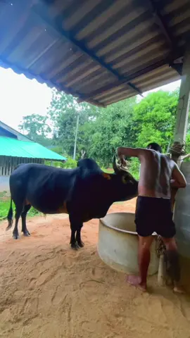 แรมโบ้🦾 นักรบพันธ์เดือด❤️‍🔥 #โหนดหลังขาวเก่งกาจเกียรติเกรียงไกร💎 #ค่ายโคน้องมาโปรดเจ้าสัวปัตตานี👶🏻 #ฟิดดดシ 