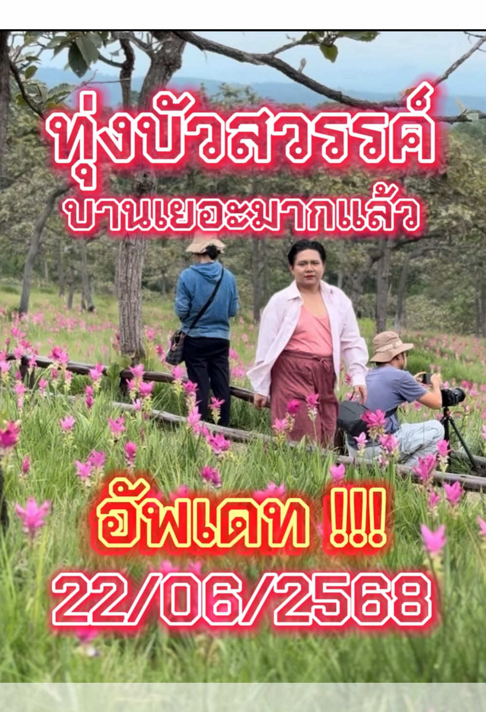 อัพเดทปริมาณดอกกระเจียวที่ทุ่งบัวสวรรค์ 1 อุทยานแห่งชาติไทรทอง อำเภอหนองบัวระเหว จังหวัดชัยภูมิ วันที่ 22 มิถุนายน 2568 #ทุ่งดอกกระเจียว #ทุ่งบัวสวรรค์ #อุทยานแห่งชาติไทรทอง #ชัยภูมิ #เที่ยวชัยภูมิ 