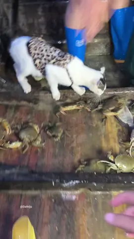 Seaside indigenous people's fishing cat