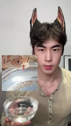 Imitate a snake to drink water#longtongue #muscle #toughguy 