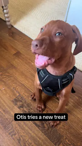 chomp chomp smack smack yum #hungarianvizsla #vizsla #dogsoftiktok #puppytok #funny #vizslasoftiktok #fyp 