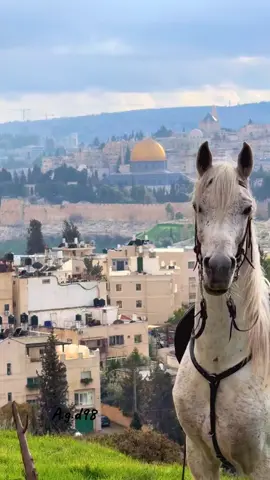 وسألتني تقول ماللأسى لا يزول 💔 #بيت_القدس #بلدة_الصوانة #قبة_الصخرة_المشرفة #فلسطين_المحتلة #تحرير_فلسطين 