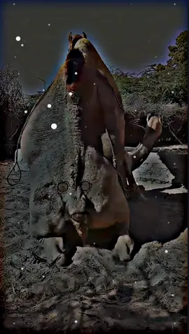 #foryou #camelmeeting804 #viral_video  #unfreezemyacount #trending #santawithkashmir #camel #animal #growmyaccount 