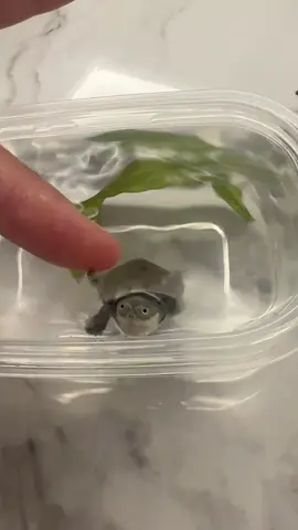 😮‍💨😮‍💨#rua#ruacanh#ruangocnghech#ruamubaohiem#ruabun#rùađuổimồi#ruavotri#pets#ruahaihuoc#giaitri#tiembosat