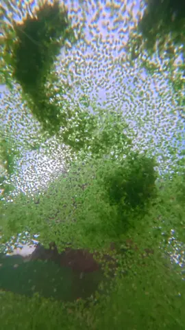 Rootless duckweed, adrift on the water—aptly named 'floating weed.' Yet who knew it held such hidden wonders?. Chinese craftswomen makes herbal shampoo bar with duckweed. rural life in China countryside life and cooking Chinese craftswomen daily life vlog Chinese culture Chinese heritage Chinese food Chinese village Chinese craft Chinese lifestyle explore China. #Cleaning  #decluttering #amor #aesthetic #argentina #abcxyz ex#acting  #ASMR #attitude #amigos #amazing #baby #bdtiktokofficial #burhan_tv #blackpink #basketball #capcut #comedia #challenge #Couplegoals #dúo #dc #dlaciebie #explore #edit #f #fyp #funny #foryoupage #football #freefire #magiefondvert #goviral #gaming #grow #gym #greenscreenvideo #humor #hair #illu #i #kesfet #duet #LearnOnTikTok #motivation #makeup #nature #neiperte #on #pourtoi #pov #paratii #perte #paratiiiiiiiiiiiiiiiiiiiiiiiiiiiiiii #pubg #relatable #standwithkashmir #CollageStitch #tiktokviral #tranding #tik_tok #unfreezemyacount #v #video #VoiceEffects #videoviral #vairal #viral_video #xh #you #cat #catlover #catsoftiktok #Fitness @LiXiaoAi 