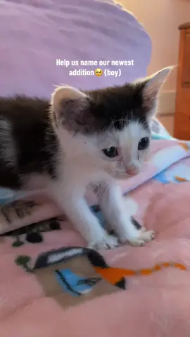 Drop names in the comments🥰 After losing our 2 seniors of 17.5 & 18.5 within the last 2 years, we have missed having a kitty around but didn’t want to rush into getting another one.. This little guy popped up at the perfect time and him & our dog Roxie are already best friends❤️