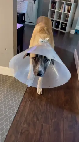 So sad to see them go… #deeznutzz🥜 #snipsnip #dogsoftiktok #dogtok #anatolianshepherddog #sad #funny 