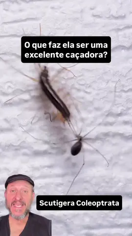 🕷️🪳 Aracnofobia? Calma… esse cara aqui pode ser o seu aliado. Parece saído de um pesadelo, mas a centopeia doméstica Scutigera coleoptrata é uma máquina natural de caça. Com suas longas pernas cobertas por sensilas, ela detecta as menores vibrações e movimentos do ar, localizando presas com precisão assustadora. Seu veneno age rápido. E mesmo uma aranha do porão — rival natural no mesmo ambiente — não tem chance. Em poucos segundos, está imobilizada. Esse predador de múltiplas pernas não está aqui pra brincar. Ele é ágil, letal… e pode estar na sua casa agora mesmo. 📌 Você deixaria uma dessas viver em casa se soubesse que ela controla pragas? Me conta. 🎥 Créditos ao incrível perfil @ectotherm_aesthetics, que transforma a biologia em arte visual com registros impressionantes. Vale muito acompanhar o trabalho deles! #comcienciagaia #curiosidades #ciencia #curiosidade #natureza #educação #biologia #educacao #aranha #aranhas #aranhaverso #centopeia #conhecimento
