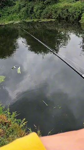 BIG perch EATS my SPINNERBAIT💨👀 #fishing #fishingtiktoks 