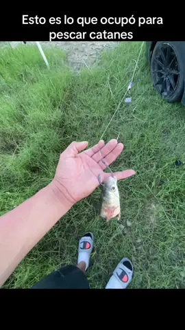 #parati #viralvideo #pesca #pesca #catan #gar #mullet #fyp #esto es lo que utilizo para pescar catanes 
