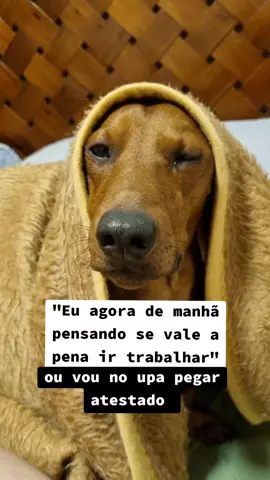 E aí será que compensa?? #flyppppppppppppppppppppppppppppppp #fly #daschund #daschundsoftiktok #amodaschund #PetsOfTikTok #meme#cachorrosengraçados 