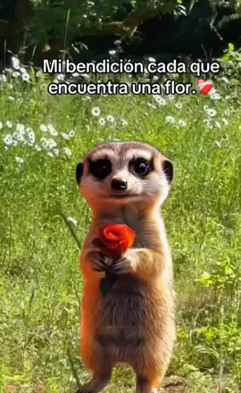 mi pequeño 🥰🫶✨️💫 #fyp 