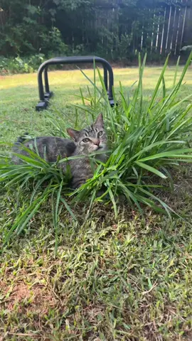 Follow along to see how big It gets! #satisfying #lawncare #Summer #fyp 