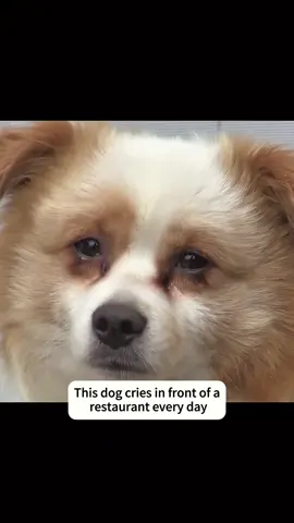 #dog #dogsoftiktok #rescue #tiktok #fyp 