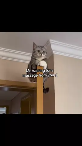 @antoinette #cat #Relationship #MemeCut #ilovemybf #relateable #relate #fyp 