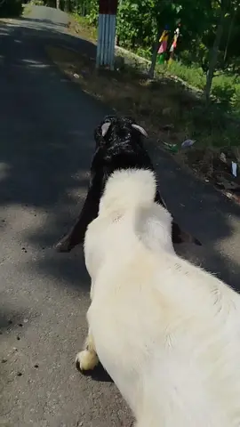 #peternakmuda #raskaligesing #peternaktlogowulung #kebumen #mygoat #goatlove #kambingetawa #ettawaindonesia 