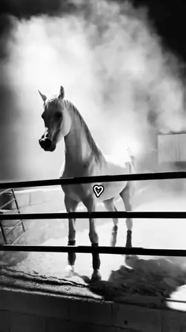#الرمادي #🩶 #ثامر_الفاعوري  #خيل_وخياله🐎 