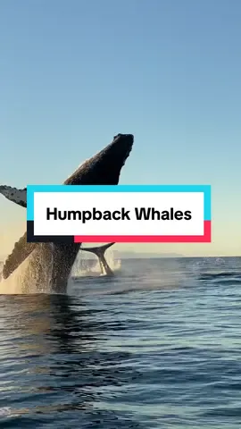 Join us this winter and witness the ocean come alive with giants! 🐳🐋 Our Baja Ultimate Whales trip begins in Cabo with an ocean safari for humpback whale watching. Then, we spend three unforgettable days cruising the Sea of Cortez aboard our luxury expedition yacht. During whale migration season, you might spot blue whales, fin whales, Bryde’s whales, sperm whales, pilot whales, humpbacks, dolphins, mobula rays, sea lions, and orcas. To top it off, we spend three nights at our beautifully crafted luxury glamping camp on the Pacific coast. In the quiet waters of San Ignacio Lagoon, gray whales often come incredibly close, offering unforgettable, heart-stirring encounters in the El Vizcaíno Biosphere Reserve — a true sanctuary. Come experience Baja at its most magical. 💙 Baja Ultimate Whales 🗓️ January–April (peak season) 8 days, 7 nights · · · #MexicoTravel #WhaleWatching #Liveaboard #AdventureTravel #HumpbackWhale #Whales #unexpected #traveldestinations #mexico #wildlife #onceinalifetime #mindblowing #dreamdestination #baja #bajacaliforniasur 