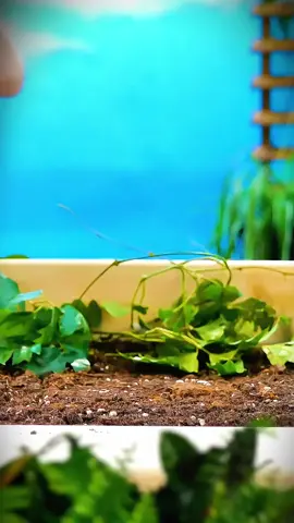 #creative #tricks #gardening #grafting #invent #satisfying #fyp #ideas #garden #tips 