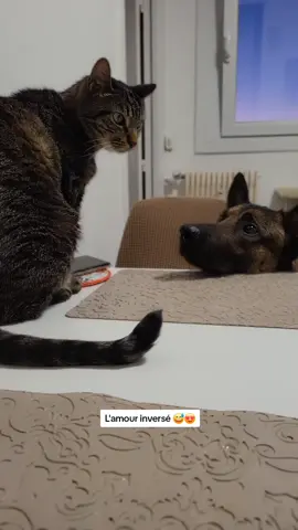 #حب_بلا_حدود #عشق_حقیقی #truelover #catsoftiktok #chats #محبين_القطط💓 #قطط_مضحكة_لطيفة #قطط_لطيفة #dzair_maroco_tunisie🇩🇿🇹🇳🇲🇦 #المغرب🇲🇦تونس🇹🇳الجزائر🇩🇿 #pourtoii #catdogstory 