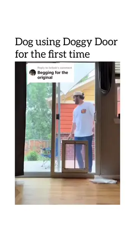 #dogsofttiktok #animalsoftiktok #funnyanimals #fyp 