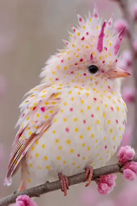 MetaBird #145 — The Dotpetal 🪶 Traits 🎨 Main colors: Soft white, pastel pink, sunny yellow 🌸 Feature: Polka-dot plumage with candy-colored spikes 📍 Location: Peach Blossom Valley, Japan 🇯🇵 📝 Description The Dotpetal looks like a sugar-coated dream. With its soft down covered in tiny pink and yellow dots, and gentle floral horns rising like spring buds, it’s one of the most delicate MetaBirds ever spotted. Locals say it brings luck and early bloom wherever it lands. #MetaBirds #NFT #BirdNFT #Wildlife #NatureArt   #Oiseau #Pájaro #SpringBird #DigitalCollectible #Dotpetal