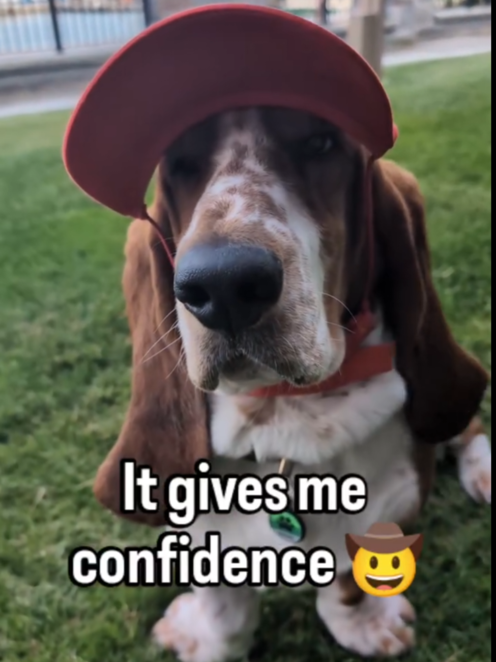 i like to think the hat highlights my ears 🤠😎 #barharbor #bassethound #fyp #funnydogs 