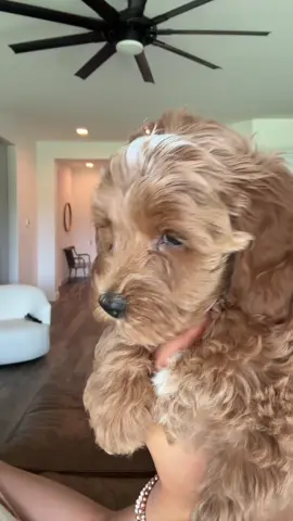 meet coco 💕#puppy #soundstouse #OOTD #fyp #Summer #joyaisabella #cutepuppy #viral #makeup 