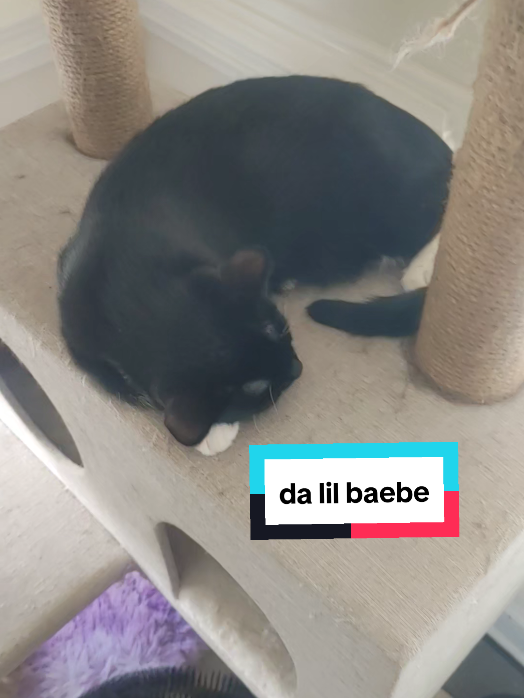 #toebeans #catsoftiktok #fyp #paws #dalilbaebe 