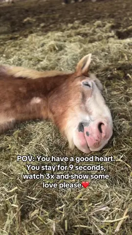 My batteries are a little near empty tonight family so excuse my spelling/grammar but and I stumbled across this video of Roger from a couple weeks ago and needed to share. Watching our kids sleep, never, ever gets old. It is the greatest gift and restores my strength. Plus Roger snoring is cuteness overload!! Although I wish he was as clean today as he is in this video… the rain has been rough!! . . This is kind of a random story, but in a way it makes sense. As someone who rescues elder horses, and kiddos with more compromised medical needs, I know that part of my job of being their mom is helping them pass on from their body when the time comes. Because of that, I am often greeted with energies and signs from those that left this earth but usually it all relates back to lives that I’ve had a close relationship with.  Last night at work I was talking to a gentleman that comes in pretty frequently and he was telling me how it was the two year anniversary of his fathers passing, and he was having a hard time with it.  As we continued our conversation the radio station changed and without hesitation the gentleman said “red rubber ball”; and I looked at him confused. He continued to explain it was a song from the 50’s and it was his dads favorite song. I immediately got chills and choked back tears cause I knew his dad was there with us, saying hi. I told him as such, and now he was the one looking at me confused.. but I caught a bit of a smile. . . We are never alone ❤️ love you HHhh family #seniorhorse #horsemom #animalrescue #sanctuary