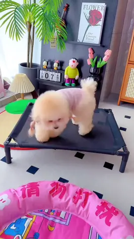 #cunyeu #fyp #dog #cute #thucung #poodle #bunquystoc 