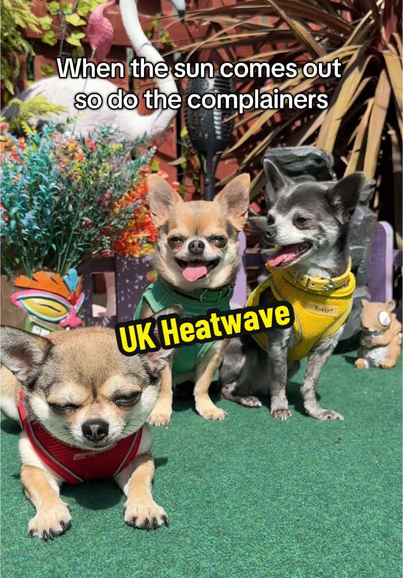 POV: Your dog’s acting like Catherine Tate’s Nan every time it hits 20 degrees. She’s not bovvered… she’s boiling #aintithot #catherinetate #ukheatwave #sassydog #fypp 