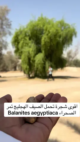 #اكسبلورexplore اقوى شجرة تحمل. الهجليج  تمر الصحراء Balanites aegyptiaca