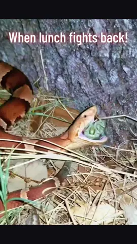 LUNCH FIGHTS BACK!! She is blind in one eye and struggled getting lunch to stop fighting! #🤣 #fyp #foryou #snake #eat #locust #struggle 