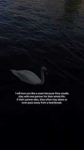 #fy #swan #Love 