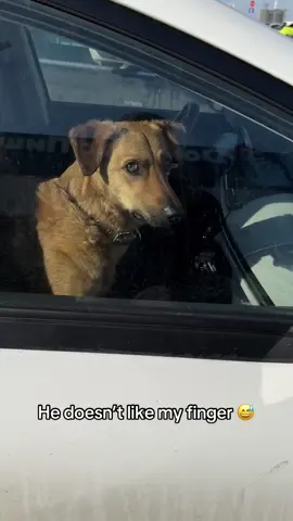 Doggo went 😐 to 😬 @I Can’t Even (via:maximshoolski/ig) 