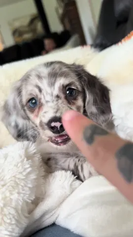 he is the cutest boy 🥹 #minidachshund #dappledachshund #minichocolatedachshund #minidoxie #fyp #foryou 