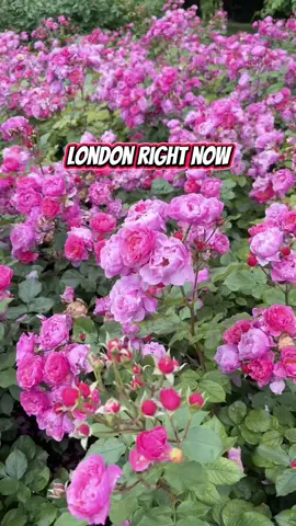 Beruntung sapa datang UK sekarang 😆 #hidupperantauan #malaysianinuk #malaysianinlondon #malaysiavlog #travellondon #minivlog #CapCut 