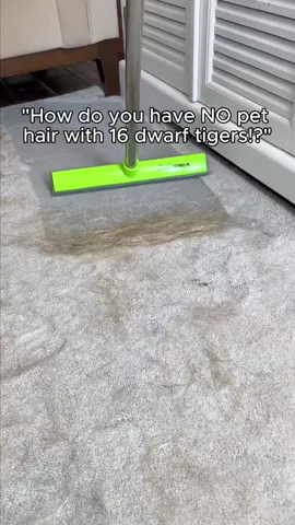 I could NEVER use a vacuum again ❌😅 #CleanTok #fyp #tiktokmademebuyit #pethairremoval #asmr #satisfying 