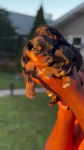 Tired Of Your Yorkie Fading? No Problem Snatch Up An 