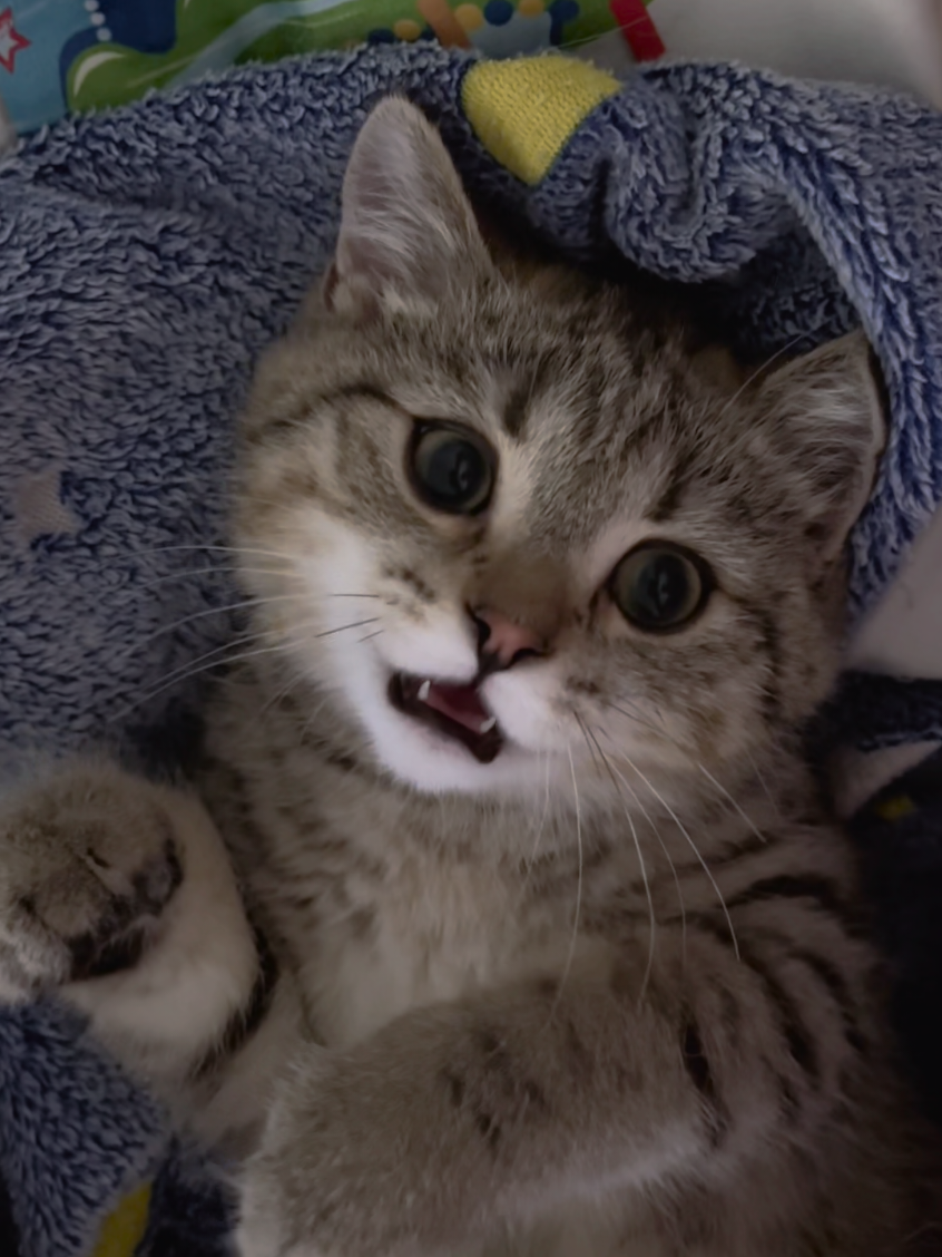 #cat 