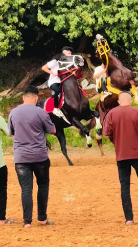 اللـــّه يبارك ❤️يـسلم ويسا وحصانه 🐎#عدسة_حسن_ابوشوفة📷🥇 #تبارك_الله #يربح_من_يصلي_عن_النبي🌙 #ابوشوفة #تصويري #خيل #مصراته #يسلمو #فرسان #فرسان_ليبيا #خيل_وخياله🐎 #الرقم_الصعب🔥👑 @إلياس ابوشعاله🦅😍  @آلَفــــــآرقــــــهِ69✊💚  @ابوزبيدة للسجاد  @﮼ابوشوفة  🇱🇾✌🏻🇵🇸 