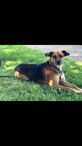 No es más que un perro 🐕 para mi es mi conpania ♥️🙏🏻