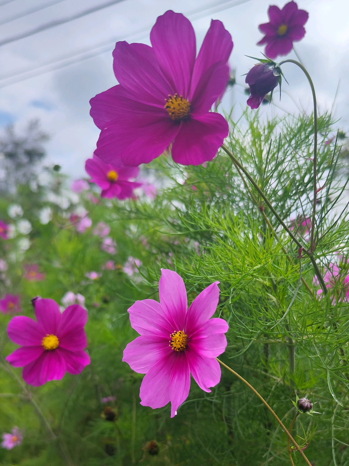 La abeja al final 🤩 #parati #paratiiiiiiiiiiiiiiiiiiiiiiiiiiiiiii #domingo 