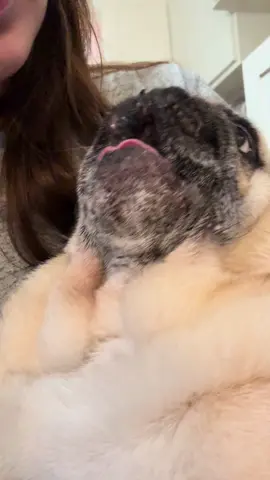 #creatorsearchinsights #talkingdog #talkingpug #timmythepug #comedy 