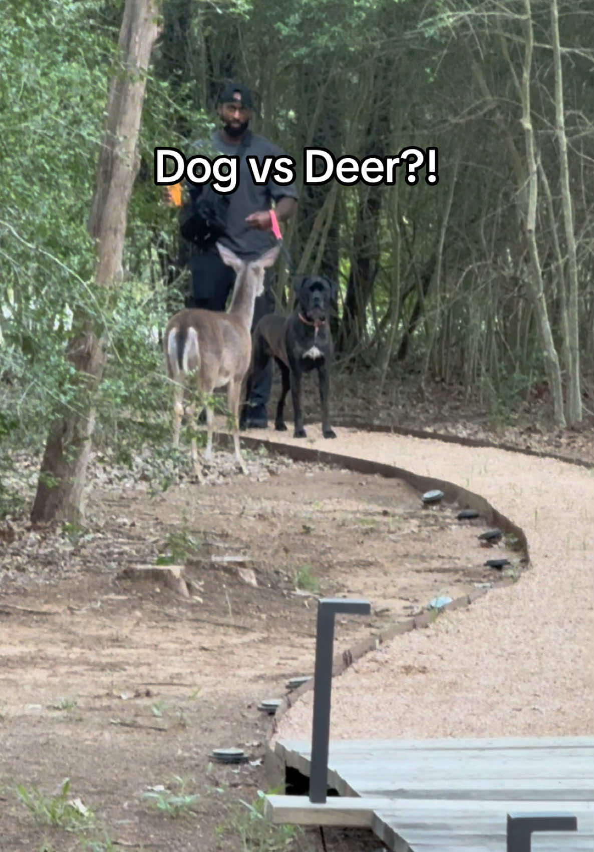 Have yall ever seen a deer act like this?!! I was shook to say the least 😭 #dogsoftiktok #dogmom #deerseason 