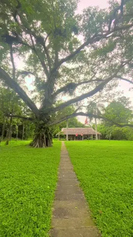 Mái đình Hồng Thái, cây Đa Tân Trào