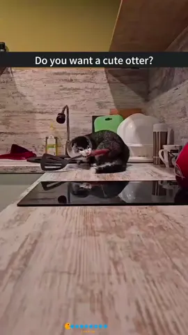 Part46：Would you like to have an otter this cute?#fyp #otter #cute #animalsoftiktok#cute #adorable #Outdoors #animals