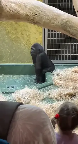 don’t stop, get it 🕺 (song: ilyTOMMY - fine shyt) #ilytommy #xyzcba #undergroundmusic #viraltiktok #fypシ゚viral #fyppppppppppppppppppppppp #underground #gorilla #dance #wtf #hoodtrap #animals #zoo #rapper #tiktokviral #tiktok 