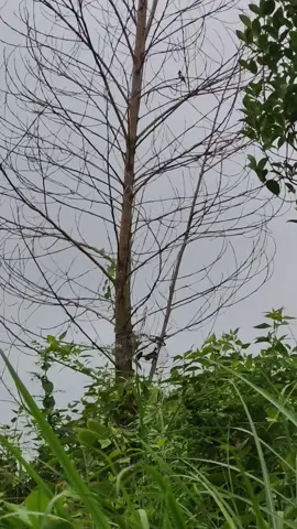 đừng chơi hay thế nữa 